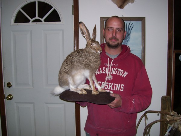 Montana Jack Rabbit