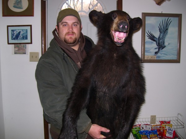 Quebec Black Bear Mounted by Kline's Taxidermy