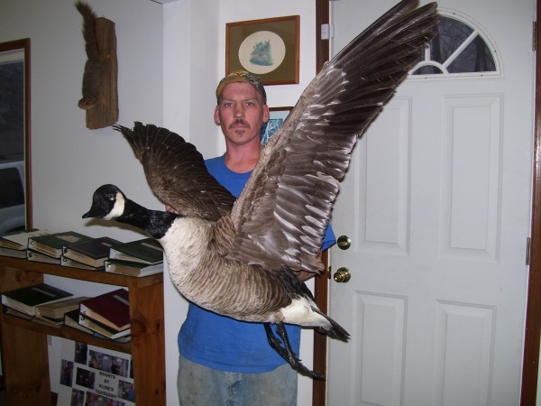 Canada Goose Mounted by Kline's Taxidermy