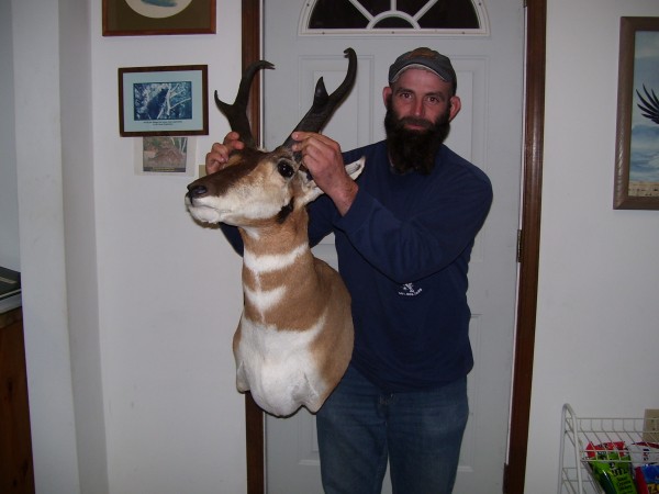 Montana Antelope Mounted by Kline's Taxidermy, Smithsburg, MD