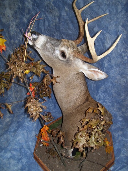 Floor or Table Top Pedestal Deer Mount