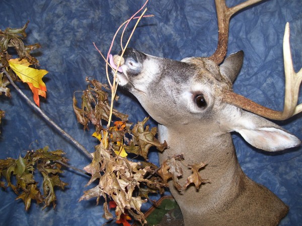 Floor or Table Top Pedestal Deer Mount