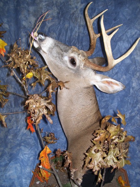 Floor or Table Top Pedestal Deer Mount