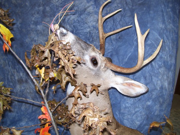 Floor or Table Top Pedestal Deer Mount