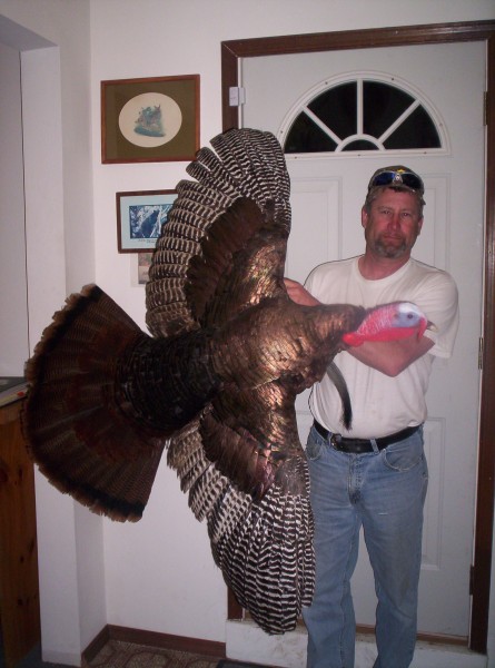 Flying Turkey Mounted by Kline's Taxidermy