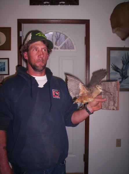 Flying Woodcock Mount by Kline's Taxidermy, Smithsburg, MD