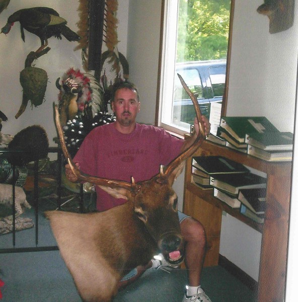 Bull Elk Mount