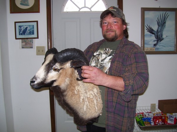 Corsican Ram Mounted by Kline's Taxidermy, Smithsburg, MD