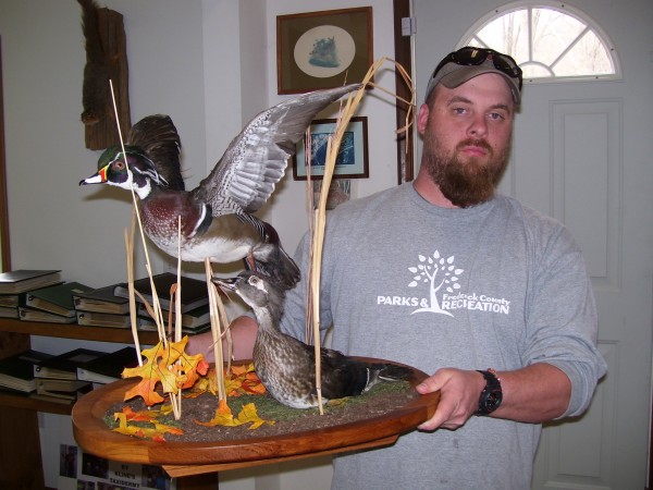 Wood Ducks Mounted by Kline's Taxidermy