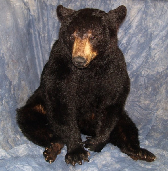 Black Bear Sitting