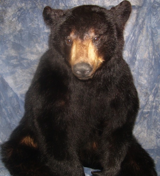 Mounted Black Bear by Kline's Taxidermy