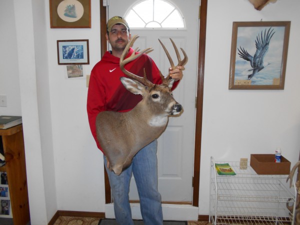 Wall Pedestal Whitetail Buck