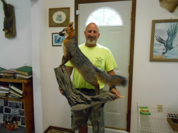 Gray Fox Mount by Kline's Taxidermy