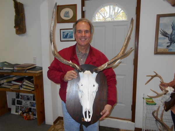 Colorado Elk European Mount