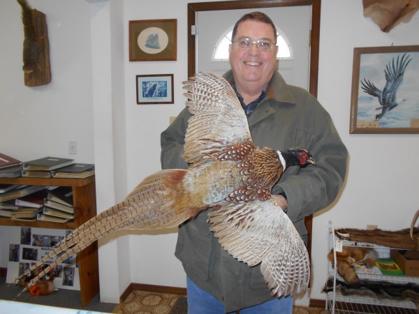 Pennsylvania Ringneck Pheasant