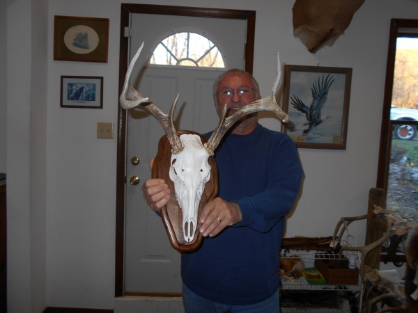 European Antler Mount