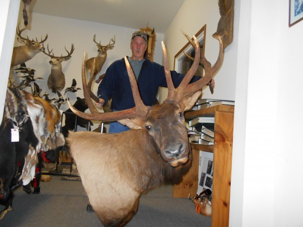 Trophy Idaho Bull Elk