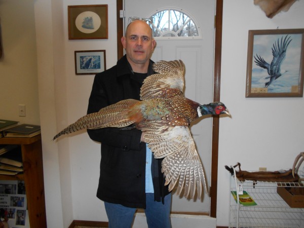 Ringneck Pheasant