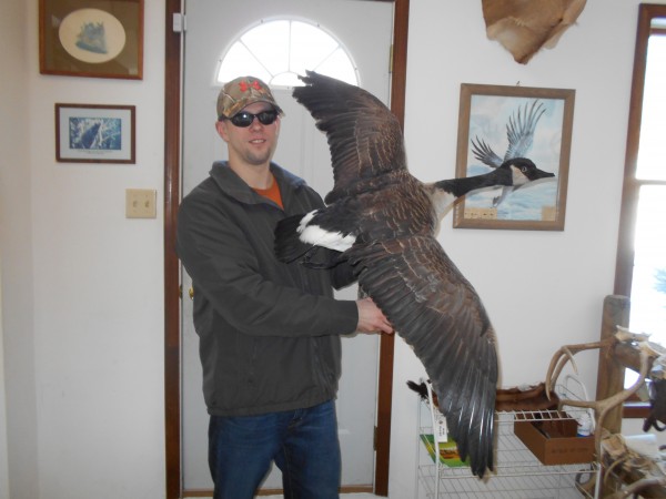 Canada Goose Flying Mount