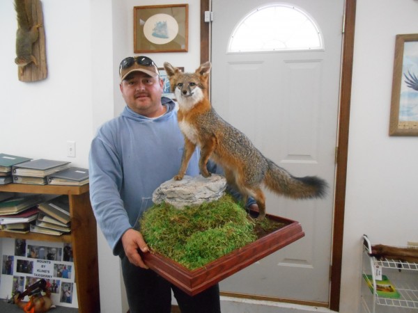 Gray Fox Alert Mount