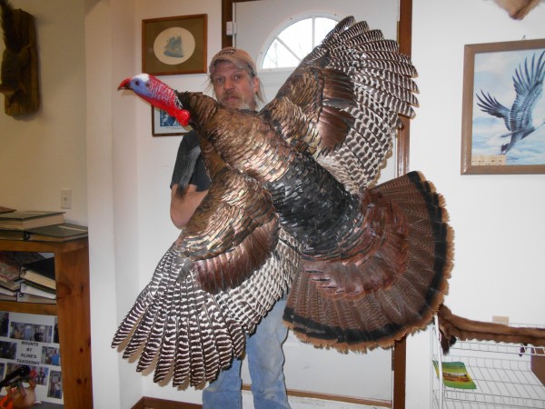 Flying Eastern Gobbler