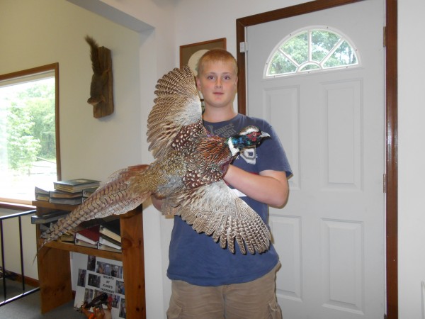 PA Ringneck Pheasant