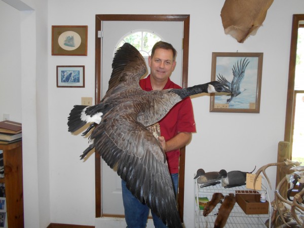 Canada Goose Mount