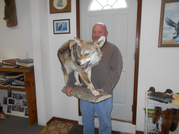 Lifesize Coyote Mount