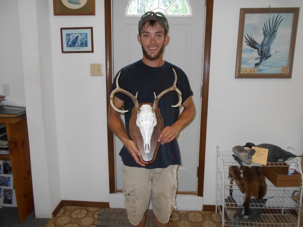 Whitetail European Mount