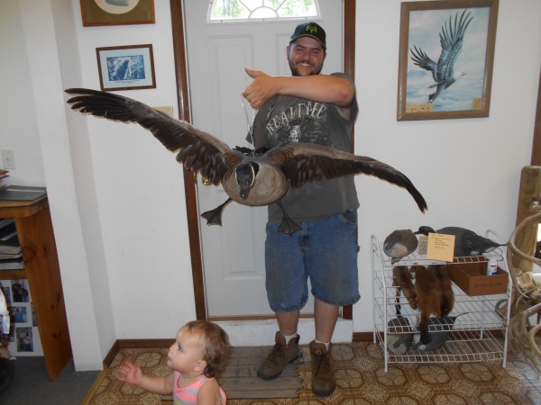 Flying Canada Goose Mount